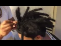 HOW TO START DREADLOCKS WITH STRAIGHT HAIR Tutorial