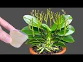 Download Lagu Just water 1 cap and hundreds of orchid branches bloom all year round