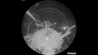 Southwest Florida Eagle Cam - Cam 360