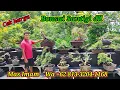 Download Lagu Cek harga bonsai Santigi dll koleksi Mas Imam WA +62 813-3204-1168  