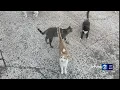Maui estimated to have 40 000 free-roaming cats