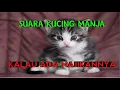 Download Lagu suara kucing manja // kalau ada majikannya