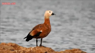 صوت الشهرمان الاحمر البط أبو فروة Tadorne Casarca 