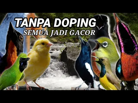 Download MP3 TERAPI PANCINGAN SEMUA JENIS BURUNG - GAK PERLU DOPING JADI GACOR DOR PAKAI SUARA TERAPI INI