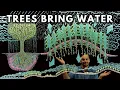 Download Lagu How Trees Bring Water