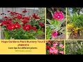 Hope Gardens Plant Nursery Tour JAMAICA - Care Tips for Different Plants