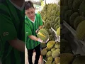 Download Lagu Durian heaven! The Most Popular Durian Store in Malacca, Malaysia - Fruit Cutting Skills
