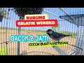 Lagu 2 Jam Kicauan Burung Gelatik Wingko buat Masteran.
