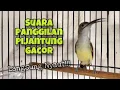 Download Lagu 100% Ampuh‼️Suara Pikat Pijantung Pisang Gacor, Pancingan Pijantung Agar Cepat Bunyi | Kicau Tembak