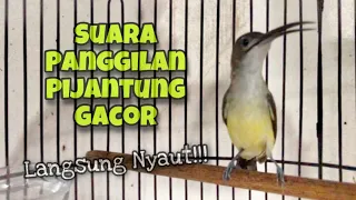 Download 100% Ampuh‼️Suara Pikat Pijantung Pisang Gacor, Pancingan Pijantung Agar Cepat Bunyi | Kicau Tembak MP3