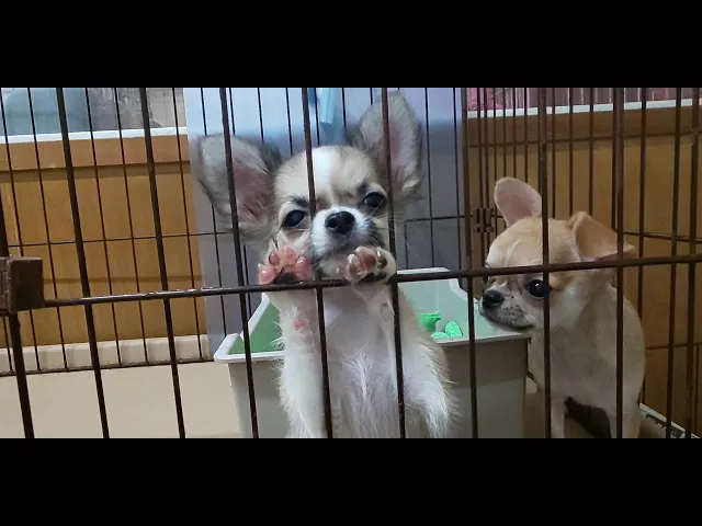 動画