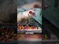 Download Lagu Penjelasan Kopi Kotoran Kucing 🤢