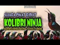 Download Lagu Suara Pikat Burung Kolibri Ninja Paling Ampuh || Pikat Konin Ampuh Paling Dicari