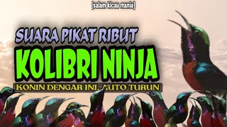 Download Suara Pikat Burung Kolibri Ninja Paling Ampuh || Pikat Konin Ampuh Paling Dicari MP3