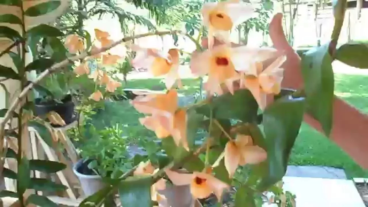 ORQUÍDEA CRIAR MUDAS DESTA ESPÉCIE GIGANTE