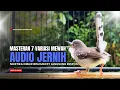 Lagu Burung Ciblek SEMI Gacor NGEBREN Untuk Pancingan Ciblek dan MASTERAN BURUNG Kesayangan Anda