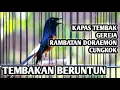 Download Lagu MURAI BATU GACOR FULL ISIAN TEMBAKAN RAMBATAN DORAEMON KAPAS TEMBAK GEREJA CUNGKOK - SHAMA BIRDS MP3