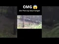 Ular Piton sebesar batang pohon kelapa tertangkap kamera