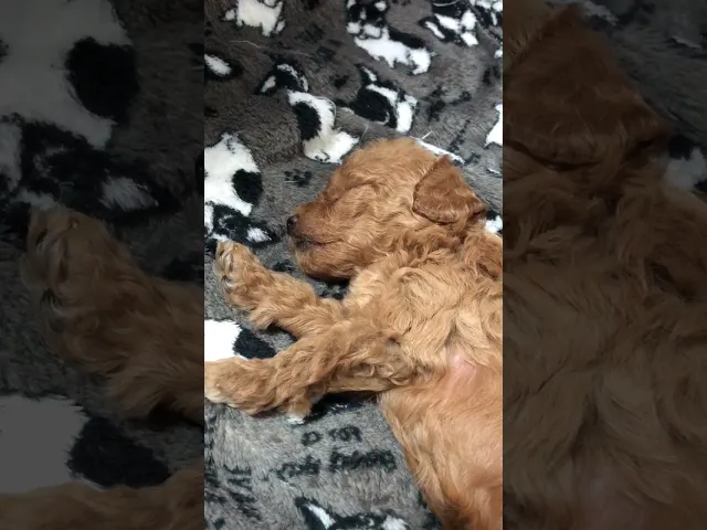 動画