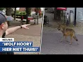 Download Lagu Beelden: wolf bezoekt drukbezochte ijssalon: 'Het was eng'