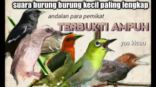 Download Suara pikat burung burung kecil hutan paling lengkap... MP3