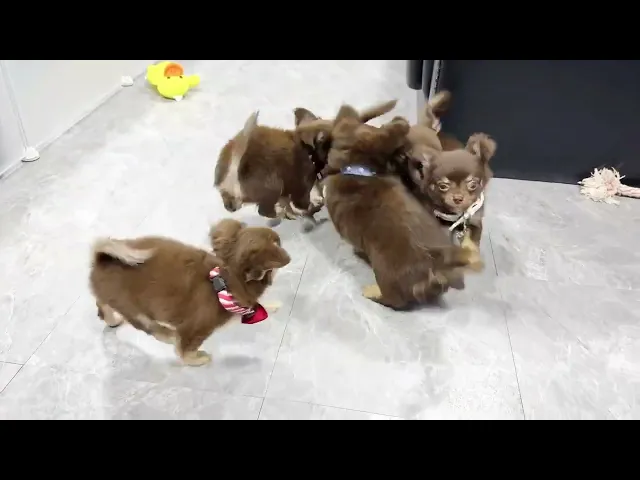 動画