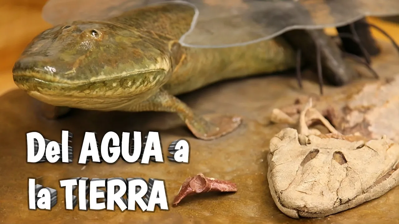 Cómo los PECES salieron a caminar 🦶 la historia de los ANFIBIOS