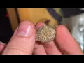 Chilled Cherries Strain Review Ft Lucid