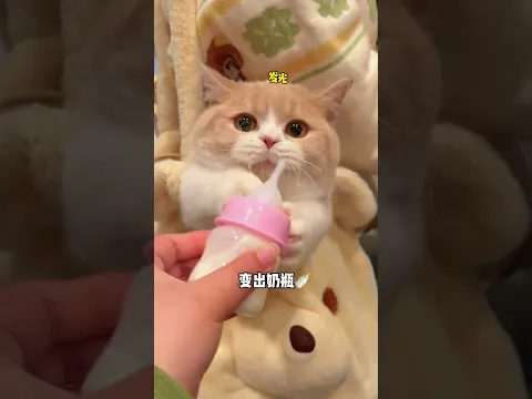 救命!偶遇一只黄油小面包,他想和我回家... #小奶猫的成长日记 #万物可爱计划 #猫咪喝奶 #猫咪