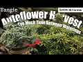 How I Grow E24 - Underwatering in Bloom