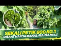 Download Lagu CARA TANAM \u0026 MEMPERLEBAT TANAMAN BUNCIS ‼ HASIL PANEN MELIMPAH ‼ TANPA ADA KENDALA ‼