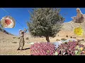Download Lagu ❤️Autumn Adventure: Hawthorn Harvest in the Mountains with Jahangir: Nomadic Life