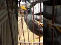 jalak kebo rajanya jalak kebo full ngomong