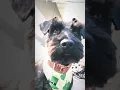Download Lagu Noon😍😍 Zendaya's Instagram Story ~ (17/03/2019)