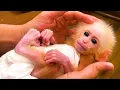 Adopted Baby Monkey Bibi s First Day with His Human Dad