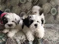 Maltipoo Puppies Sale in Feasterville-Trevose PA