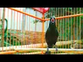 Download Lagu Suara asli burung sewotan deot murai irian gacor