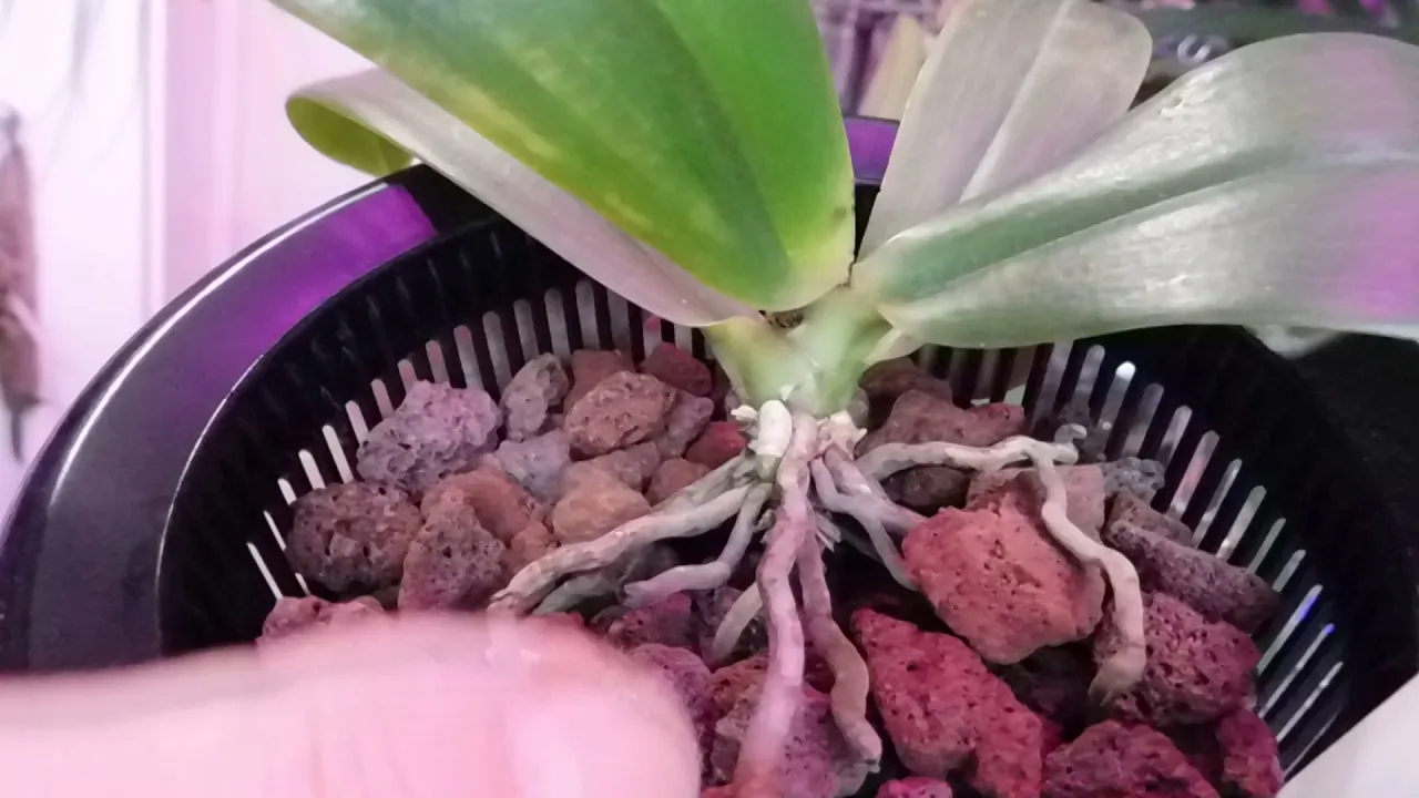 LETS CHECK OUT THOSE ORCHIDS IN MESH POTS