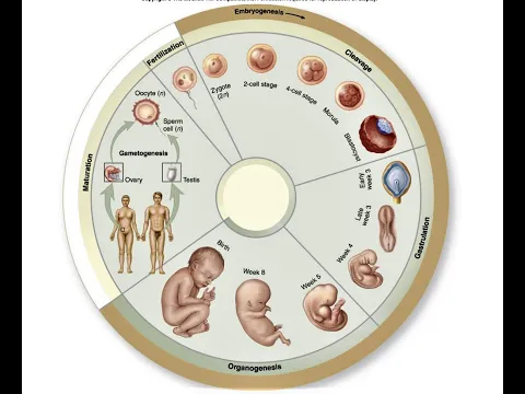 Download MP3 HISTORY OF EMBRYOLOGY