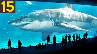 15 facts about the largest shark in the world megalodon
