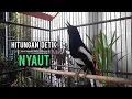Lagu kacer gacor NGEPLONG tarung ini paling ampuh buat PANCINGAN KACER agar EMOSI NYAUT