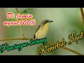 Download Lagu masteran/pancingan burung remetuk laut
