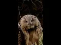 #EagleOwl #Uhu Scene 3 - Wildlife Photography #Shorts
