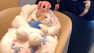 【一只又廷】猫咪很单纯，复杂的是人？