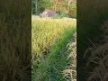 Download Lagu Ciblek sawah/prenjak sawah/cici padi (cetrung bali)
