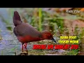 Download Lagu 🔴 Suara burung sintar sawah sintar api terbaru #suarapikatrobiplur