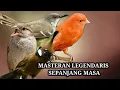 Download Lagu MASTERAN BURUNG LEGENDARIS PALING SERING DI JADIKAN MASTERAN HANDAL