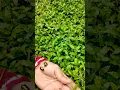 Download Lagu de grootste zwarte glanzende kever die ik ooit in zijn soort heb gevonden #insecten #natuur #mooi...