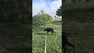 #fyp #dream #doberman #pets #youtube