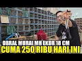 Download Lagu BUSYET ! CUMA KIOS FATHONI YG NEKAD JUAL MURAI MH NON GEMBUNG EKOR KLEWER 250 RIBUAN